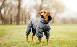 The Pet ile Köpek Kıyafeti ve Kedi Kıyafeti Seçenekleri
